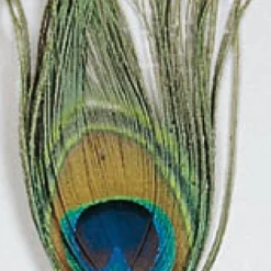 Fly tying plume jmc oeil de paon
