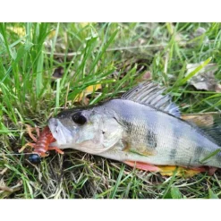 Leurre Souple Insecte Delalande Larva 3cm (x3)
